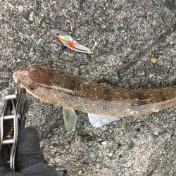 穴釣りすらもイマイチ